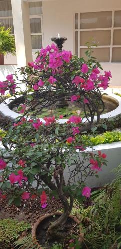 弗洛蕾丝花园酒店 弗洛蕾丝花园酒店