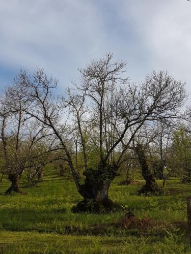 Finca la Viriñuela