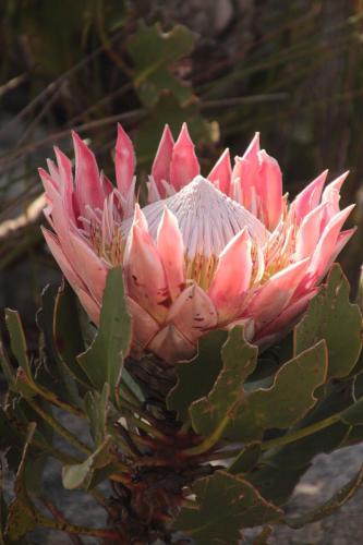 Bobbejaans Kloof Mountain Retreat