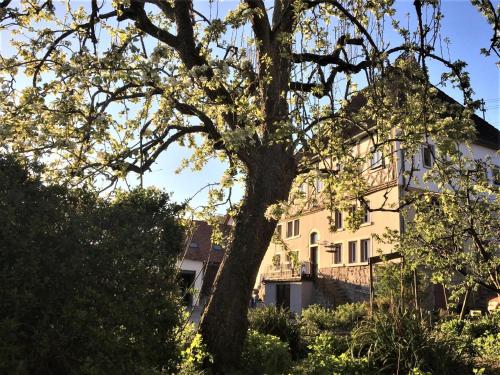 Beim Schloß Michel - Apartment - Lauda-Königshofen