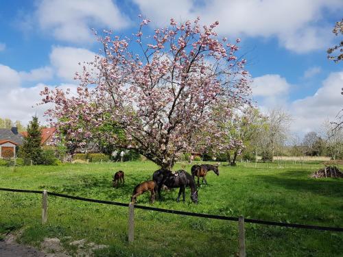 harle-casa.ostfriesland - main image