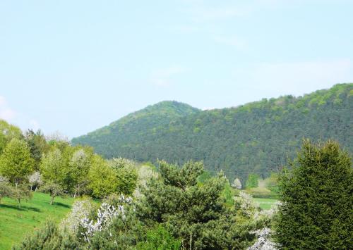 Zum Ochsen - image 12