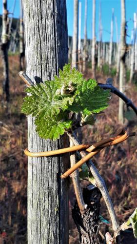 Weinhotel Hubertus Garni - image 7