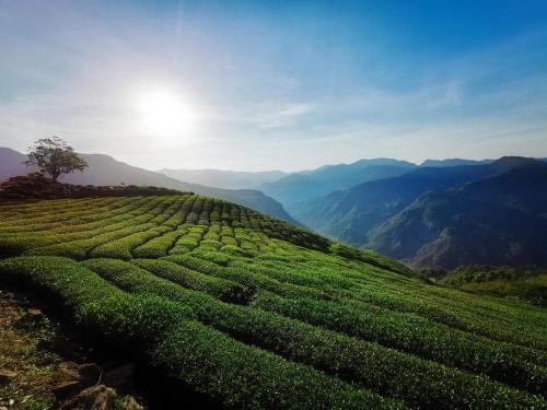 運動休閒設施, 新天山茶葉民宿 (Tea Homestay) in 阿里山鄉