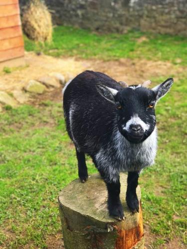 Self Catering - The Garden House in Ballyvolane