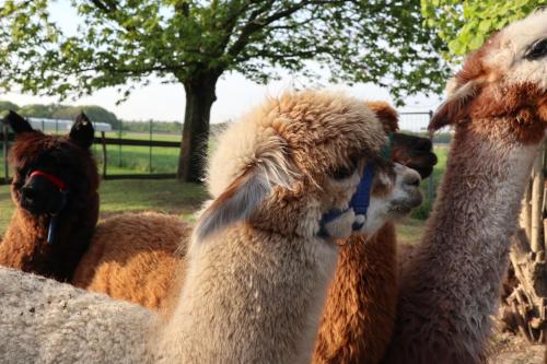 Sports and activities, galerie 65 in Nettetal