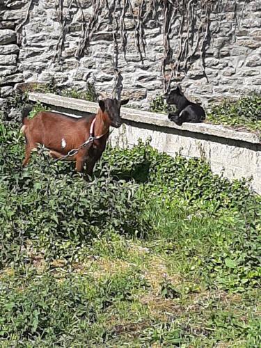 Gîtes An Douar Menez