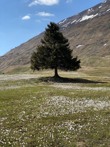 Privatzimmer / bed & breakfast, Andermatt (zdjęcie 5)