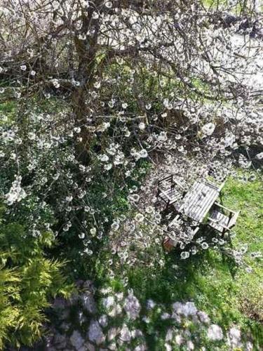 El Cajigal de Quintana - image 4