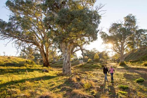 Holowiliena Station & The Outback Blacksmith in Hawker