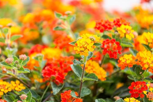 Hotel Nómadas - image 10