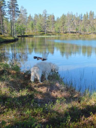 Cabin at Huskies Farm, Inari (fotografie 8)