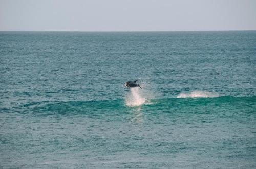 Aotearoa Surf Eco Pods