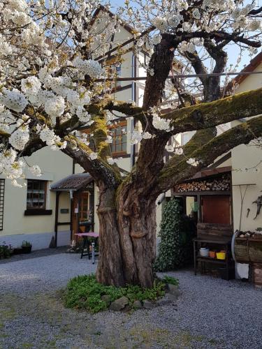 Ferienwohnung Zum-alten-Kirschbaum in Limburg an der Lahn, Deutschland