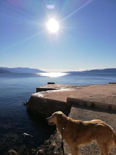  Sobe Apartma Galic in Novi Vinodolski