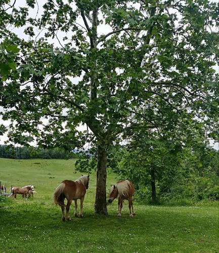 Monte Termine Country House