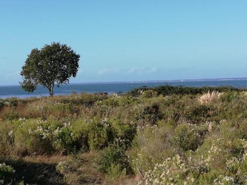 Le Pilotis