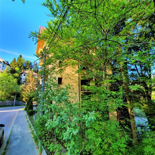 Forest Apartments