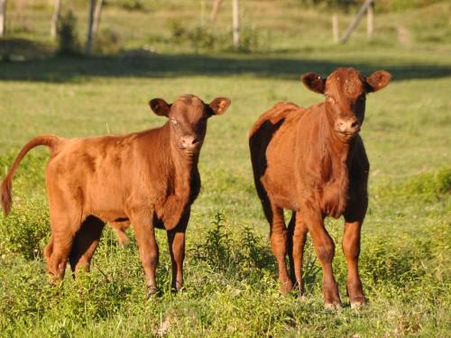 Tentrr - Escaping Cow Farm - main image
