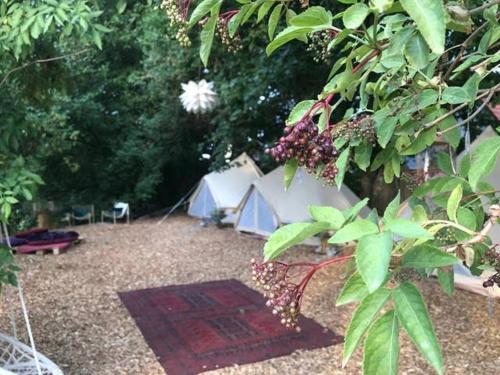 Into the Green Glamping - Great Hazelnut Into the Green Glamping - Great Hazelnut