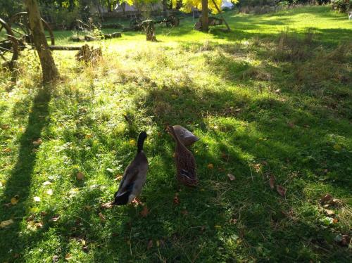Into the Green Glamping - Great Hazelnut Into the Green Glamping - Great Hazelnut
