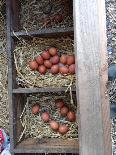 Bower Pods