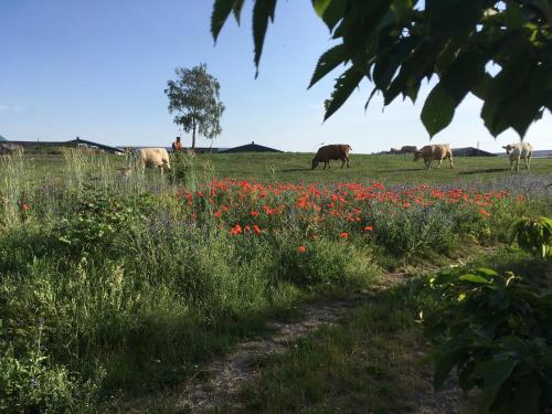 Apkārtne, Zum Schwalbennest in Wredenhagen