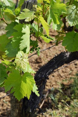 Remete-lak - image 12