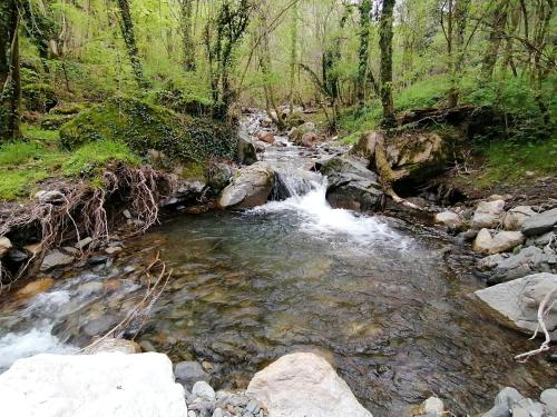  Els Pins d´Abella in Vilallonga de Ter