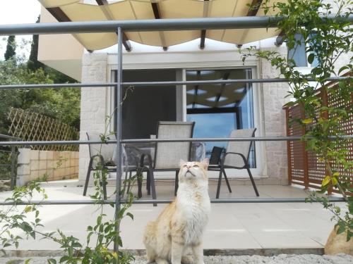 Stone House in olive grove