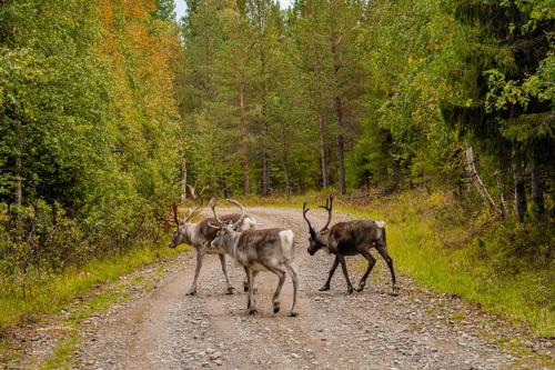 Lapland Stuga & Tours Cottage E