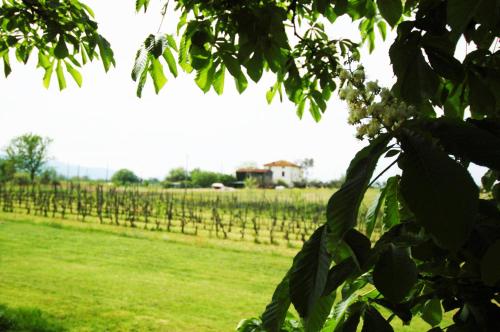 La Ginestra – Orentano, MN