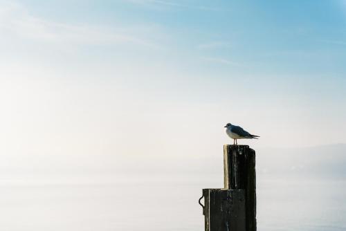 Haus Zur Gerberei 100 m zum Bodensee