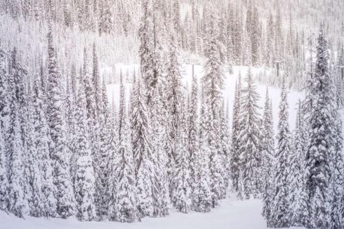 Sagewood 8 - image 3