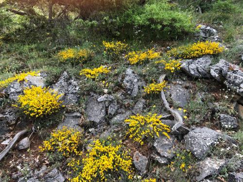 Agios Germanos - image 2