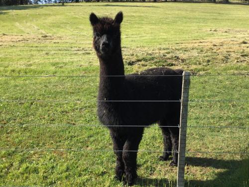 Raynella Alpaca Farmstay