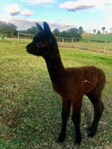 Raynella Alpaca Farmstay