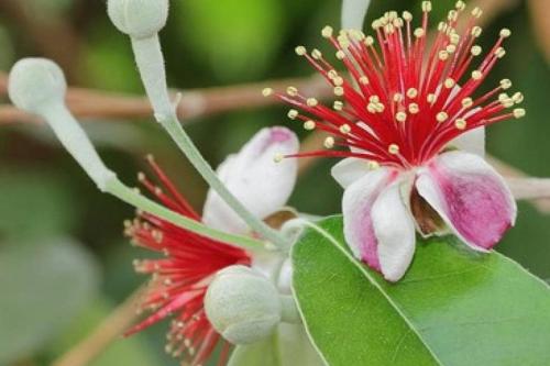 FEIJOA, VILLA CONTEMPORAINE RESIDENTIELLE PROCHE MONTPELLIER gîte à louer Golf Coulondres Montpellier