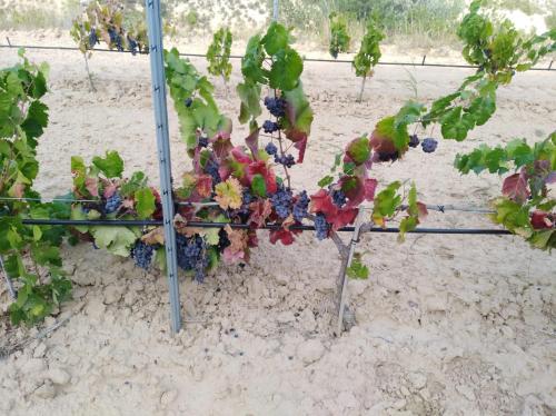  Los Trulls d´Auligué in Pobla de Masaluca