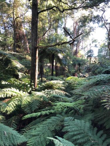 Emerald Creek Cottages - Accommodation - Emerald