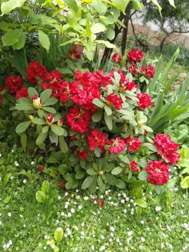 Guesthouse Elizabeth - image 2