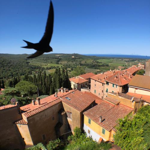 Anitta GuestHouse - Accommodation - Castagneto Carducci