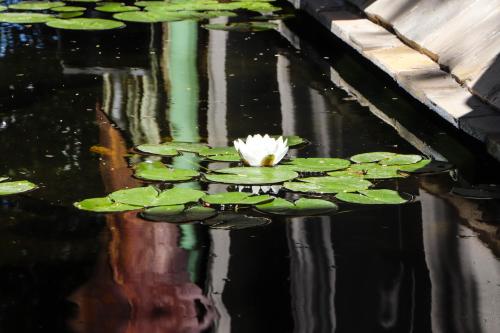 Fig Tree Guesthouse - image 2
