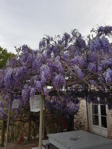 La THIBAUDIERE Glycine