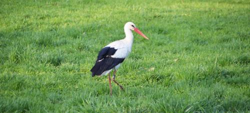 Am Waldrand Spreewald