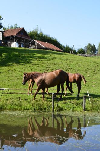 Gospodarstwo Agroturystyczne "Paryja"