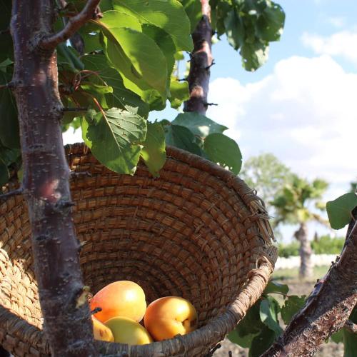 Agriturismo Masseria Cannella