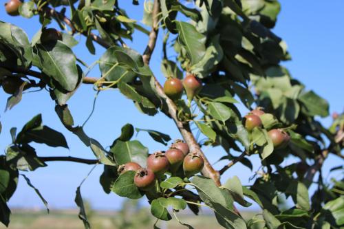 Agriturismo Masseria Cannella