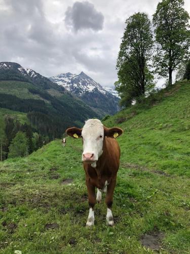  Zauneralm in Aich