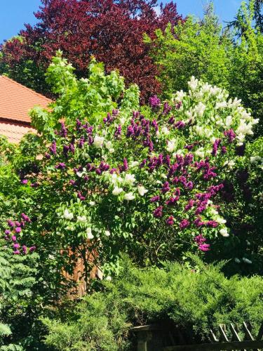 Apartamenty u Anny - image 12